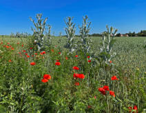 Klatschmohn und Eselsdistel