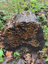 Totholz im Leipziger Auwald