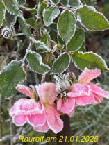 Kiwiaustrieb am 22.4.2024